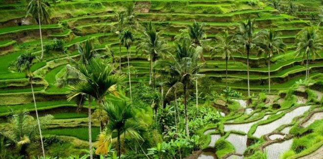 Bali: Ubud Highlights Private Tour With Transfers - Tour Highlights and Itinerary