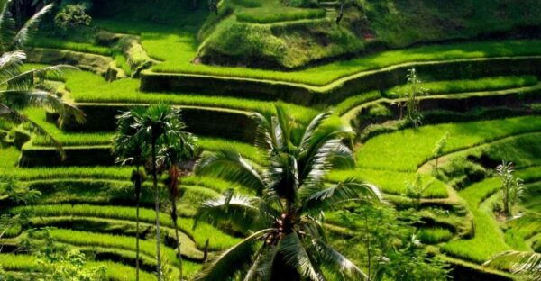 Bali: Ubud Highlights Private Tour With Transfers - Common Questions