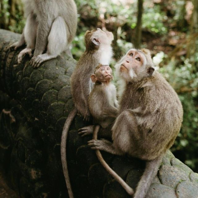 Bali: Ubud Highlights Tour With Private Guide and Transfers - Good To Know