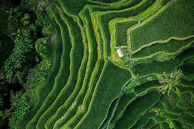 Bali: Ubud Highlights Tour With Private Guide and Transfers - Pricing and Booking Details