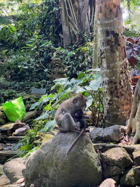 Bali: Ubud Monkey Forest, Rice Terrace, Waterfall, & Temple - Tegalalang Rice Terrace: Witness Traditional Farmer Activities