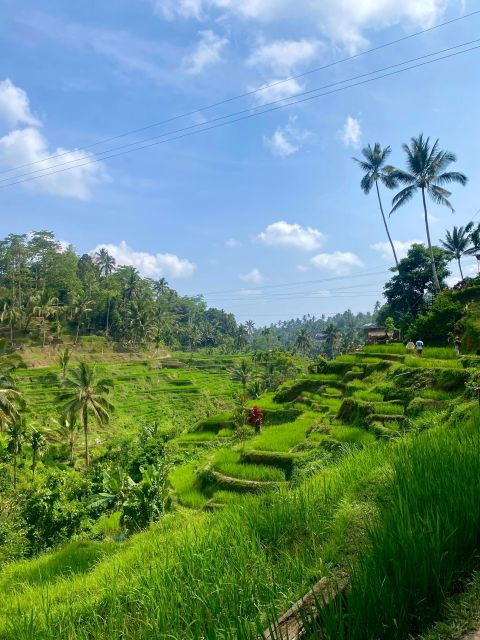 Bali: Ubud Monkey Forest, Rice Terrace, Waterfall, & Temple - Coffee Plantation: Taste Different Types of Coffee and Tea