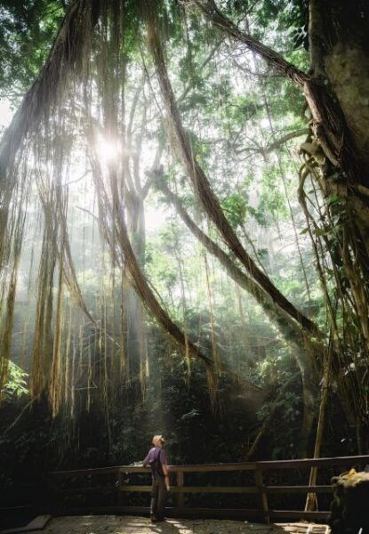 Bali: Ubud Monkey Forest, Rice Terrace, Waterfall, & Temple - The Sum Up