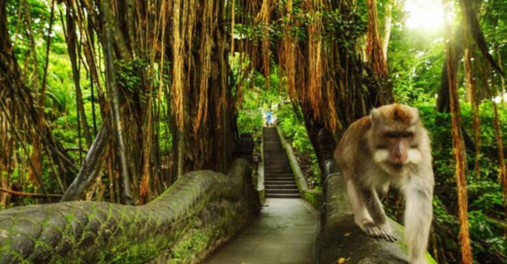 Bali: Ubud Monkey Forest & Waterfall - Monkey Forest Exploration