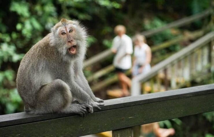 Bali: Ubud Nature Tour - Key Points