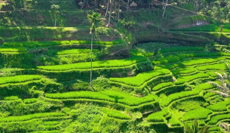 Bali: Ubud Private Full-Day Customized Tour - Tour Highlights