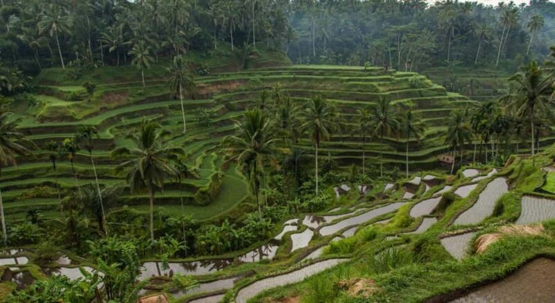Bali: Ubud Private Tour with Waterfalls and Jungle Swing - Who Should Consider This Tour?