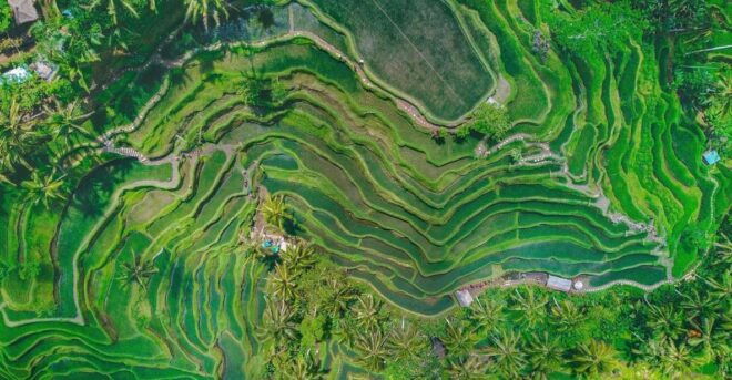 Bali: Ubud Rice Terraces, Monkey Forest & Waterfall Tour - Full Tour Itinerary