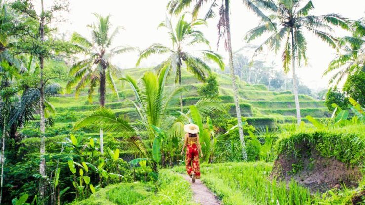 Bali: Ubud Rice Terraces, Monkey Forest & WaterfallTour - Booking Information