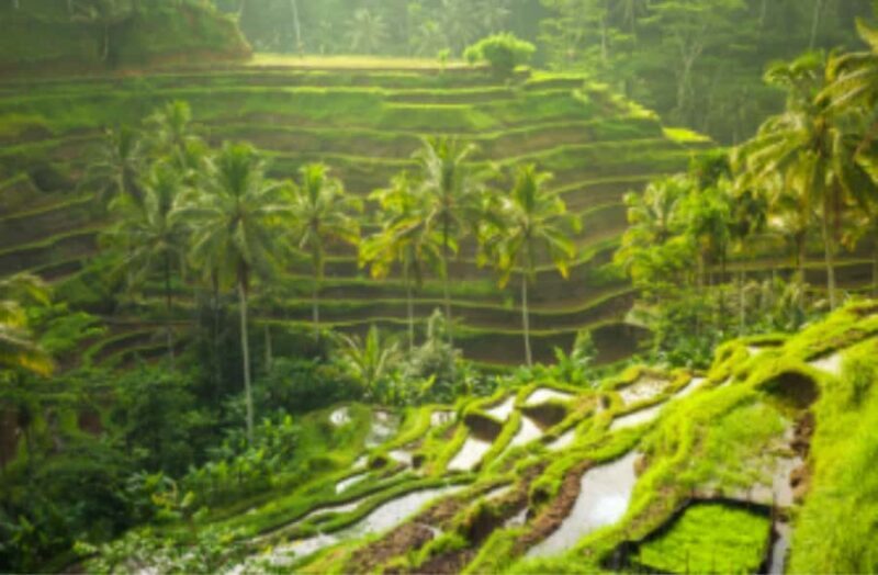 Bali: Ubud Rice Terraces, Sari Timbul & Taman Dedari Tour - FAQ