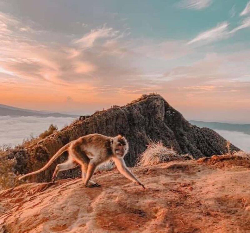 Bali: Ubud Sunrise Trekking - FAQ