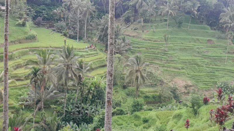 Bali: Ubud Temple, Rice Terrace, and Waterfall Tour - The Scenic Wonder: Tegalalang Rice Terrace