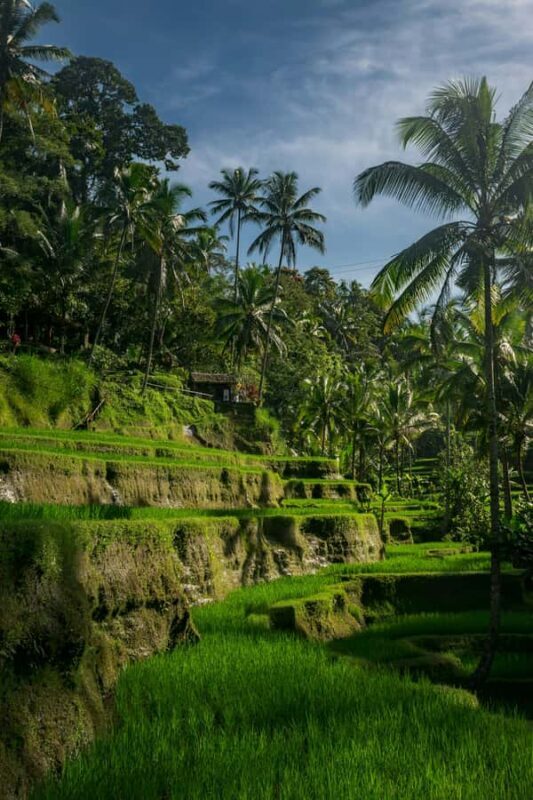 Bali: Ubud Temples, Rice Terraces, & Waterfall Day Tour - Good To Know