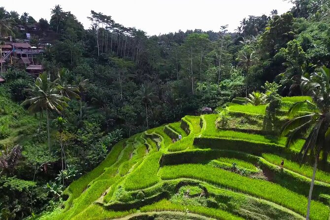 Bali Ubud Tour - Tour Highlights