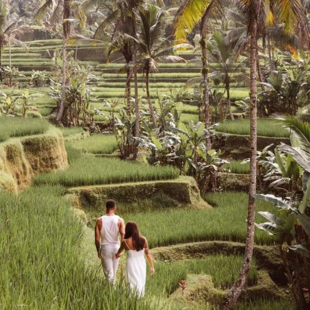 Bali Ubud Tour Best of Ubud Higlight With Private Transfers - Tour Highlights