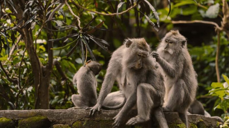 Bali: Ubud Tour with Sacred Monkey Forest & Rice Terraces - A Detailed Look at the Ubud Tour