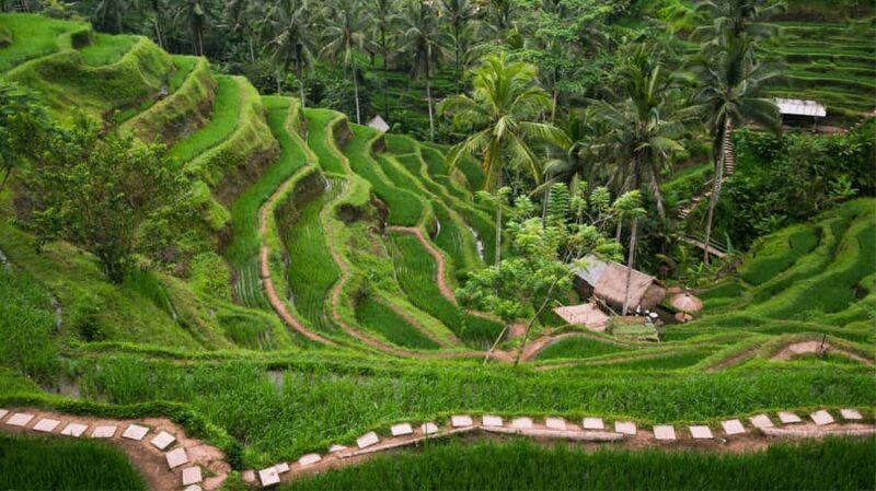 Bali: Ubud Tour with Sacred Monkey Forest & Rice Terraces - What the Tour Includes and Practical Tips
