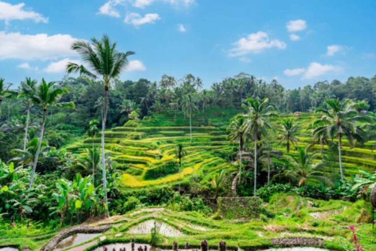 Bali: Ubud Waterfall Tour - Cancellation Policy Details
