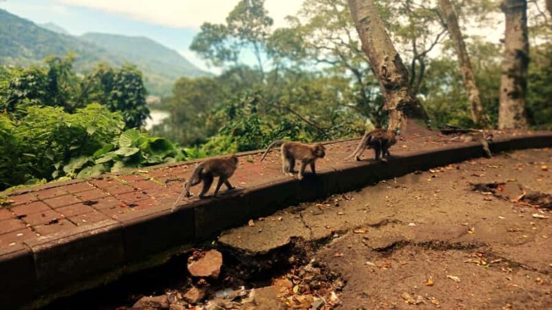 Bali: Ulun Danu Temple, Waterfall, and Twin Lakes Tour - Authentic Experiences and Hidden Gems