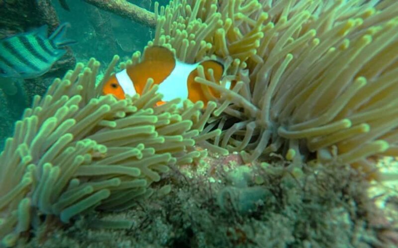 Bali: Uluwatu Private Tour with Kecak Dance Show - FAQs