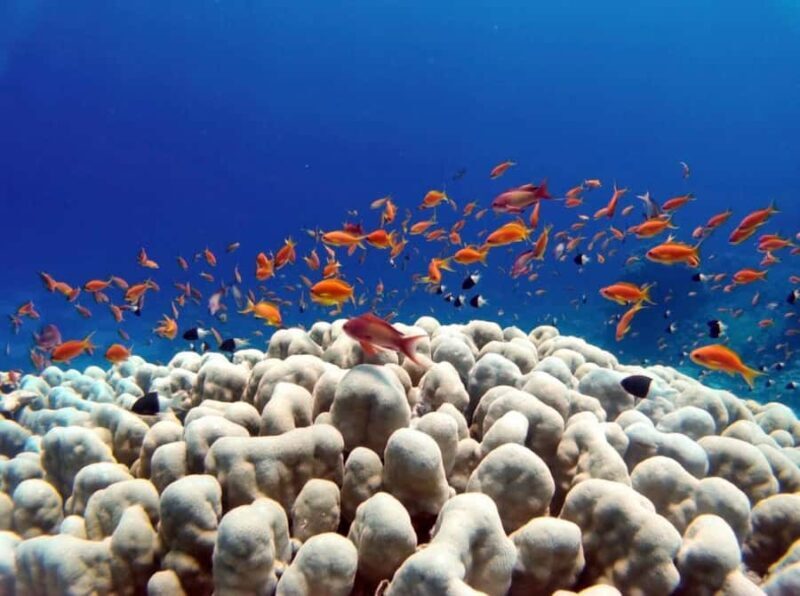 Bali: Underwater Sea Walk, Uluwatu Temple, and Kecak Dance - What Reviewers Say