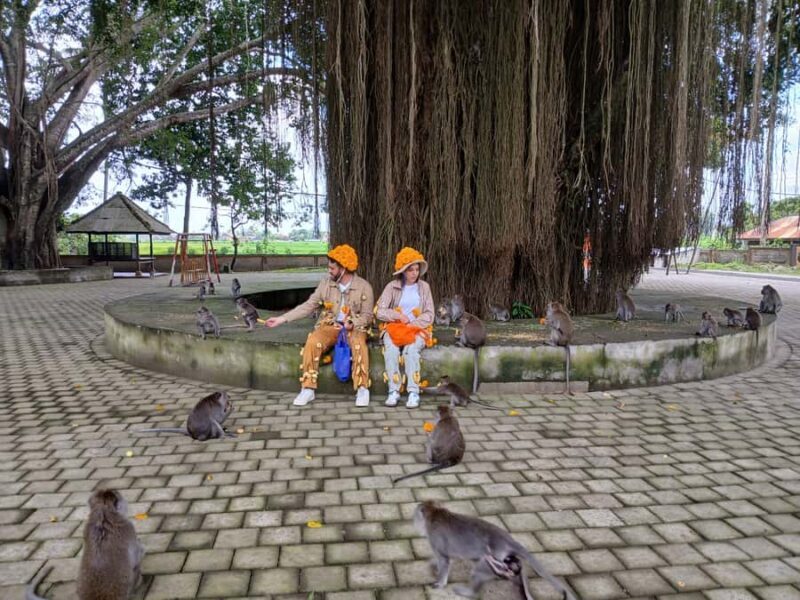 Bali: UNIQUE ACTIVITY OF FEEDING MONKEYS - The Safety and Comfort of the Tour