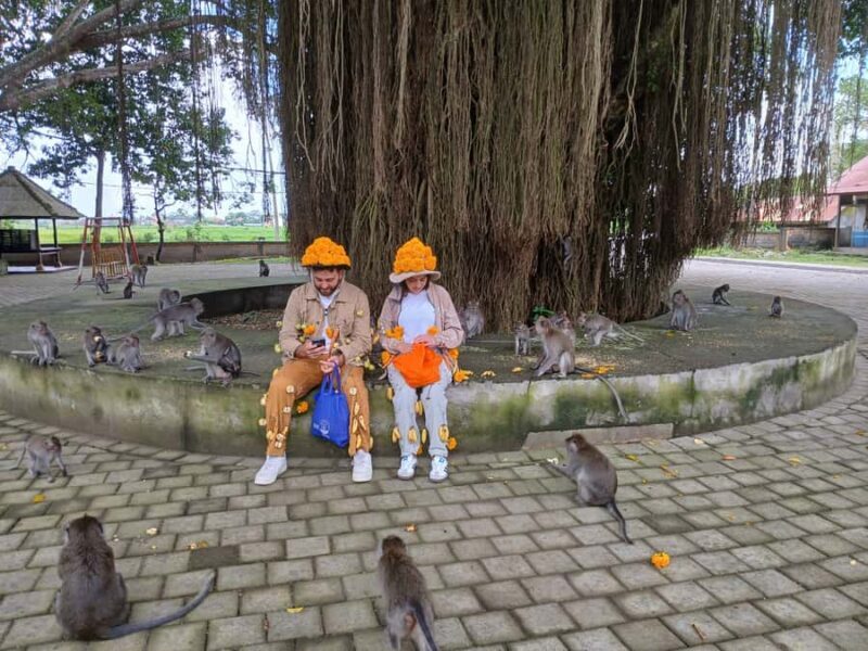 Bali: UNIQUE ACTIVITY OF FEEDING MONKEYS - Pricing and Value