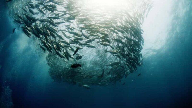 BALI: USAT SHIPWRECK DIVE WITH HOTEL TRANSFERS & LUNCH - Introduction to the Bali USAT Liberty Wreck Tour