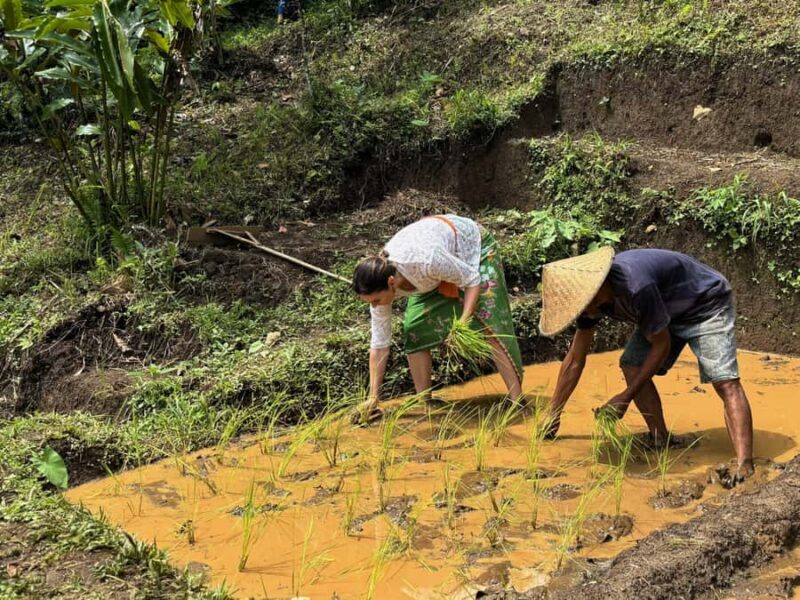 Bali Village Sunset Experience  Jamu, Local Sweets & Dinner - Final Thoughts