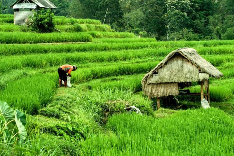 Bali Village Sunset Experience  Jamu, Local Sweets & Dinner - FAQ