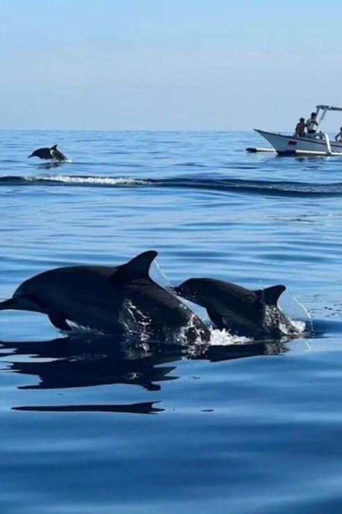 Bali: Watching Dolphin, Swimming & Snorkeling Tour - Key Points