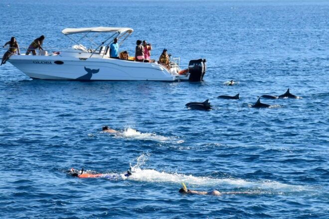 Bali: Watching Dolphin, Swimming & Snorkeling Tour - Inclusions and Exclusions