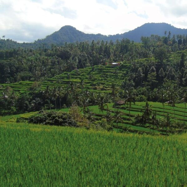 Bali: Water Slide, Waterfall and Rice Terrace Adventure - Questions You May Have