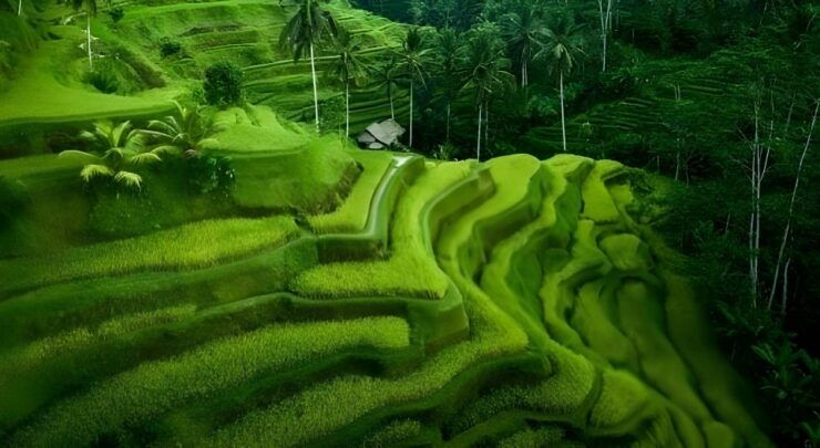 BALI: Water Temple - Rice Terrace - Jungle Swing - Waterfall - Ubud Exploration Highlights