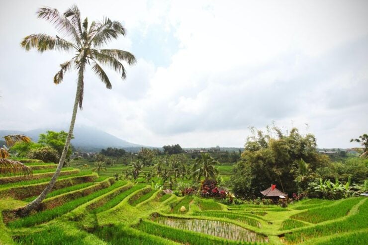 Bali: Water Temple, Waterfalls and Unesco Rice Terraces Tour - Activity Details