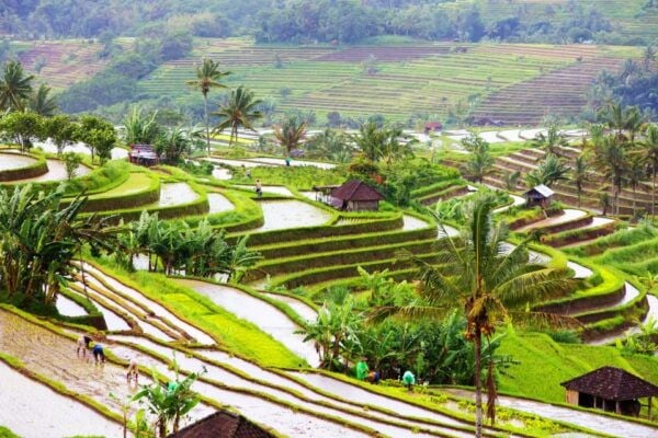 Bali: Water Temple, Waterfalls and Unesco Rice Terraces Tour - Common Questions