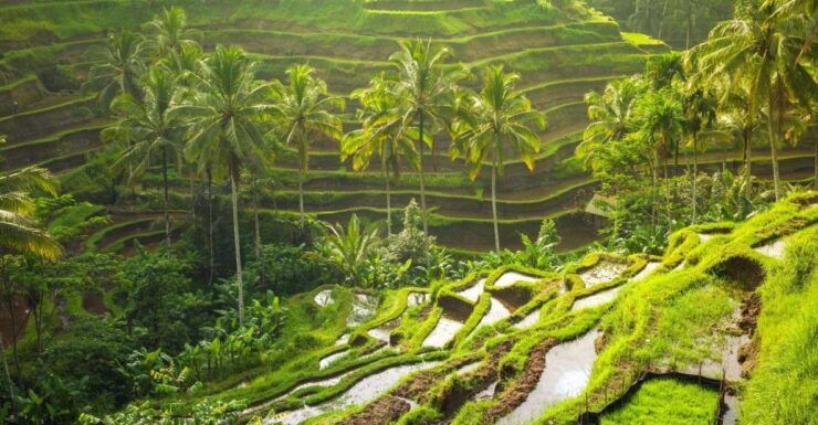 Bali: White Water Rafting Adventure and Ubud Tour - Experience Highlights