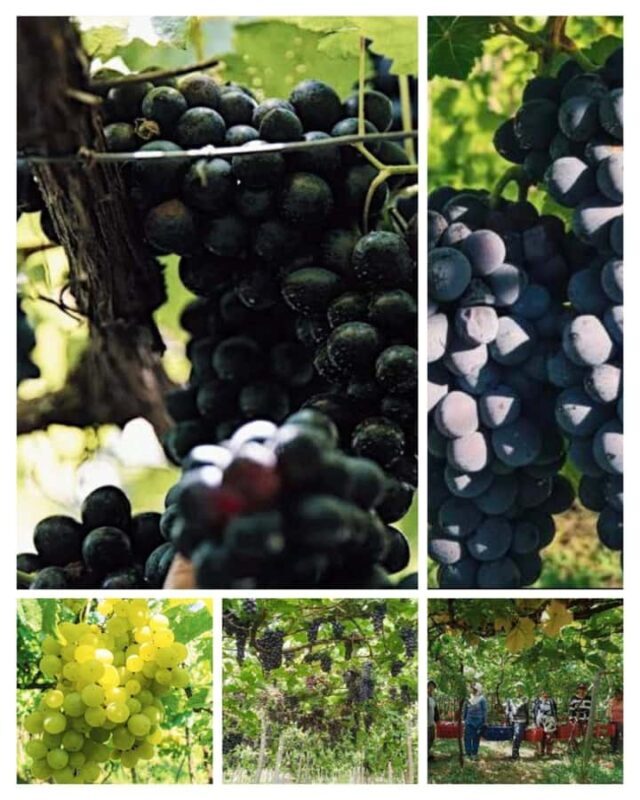 Bali: Wine & Cheese Tasting / Jungle Bar / Skylodge - A Deep Dive into the Experience