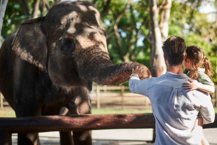 Bali Zoo: Breakfast With the Orangutans - Ticket Information