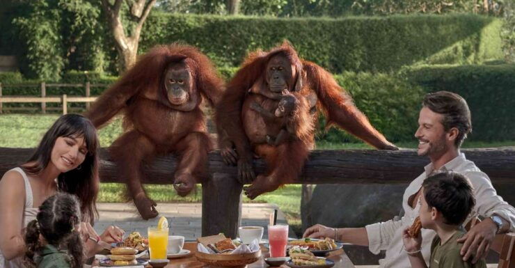 Bali Zoo: Breakfast With the Orangutans - Experience Highlights