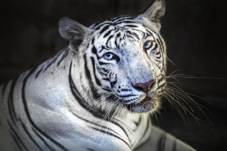 Bali Zoo Entrance Ticket - Ticket Details and Reservation