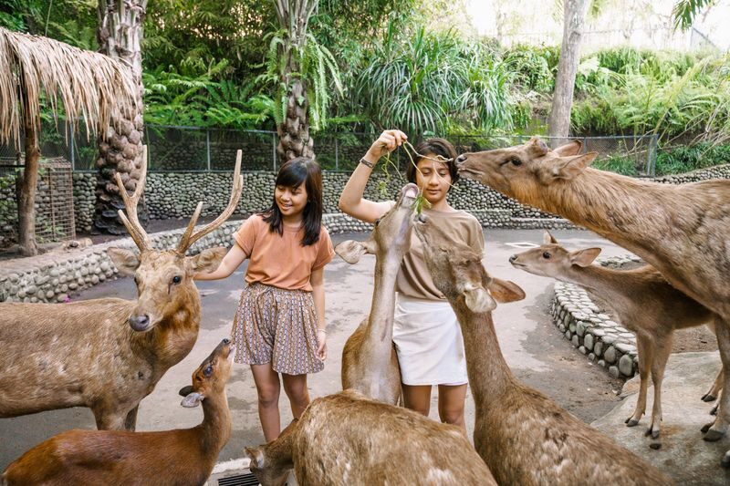Bali Zoo Ticket - A Half-Day Walk, With Shade and a Shuttle