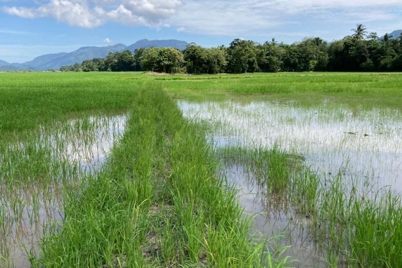 Balik Pulau Half-Day Tour in Penang - Who should book this half-day escape