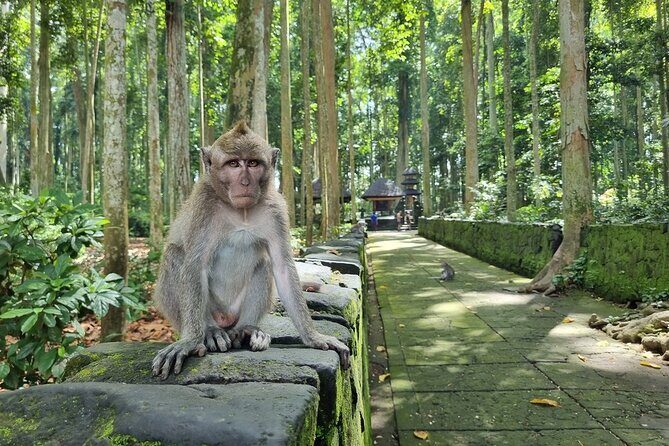 Balinese Cooking Class and Jatiluwih Rice Terrace Walking Tour - Exploring the Day: A Detailed Breakdown
