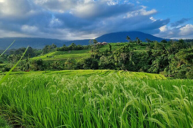 Balinese Cooking Class and Jatiluwih Rice Terrace Walking Tour - Authentic Experiences and Insights from Reviews
