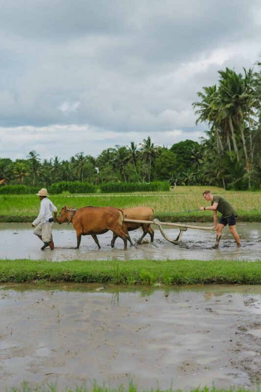 Balinese Healing Journey, Cooking Class, Cycling, or Balinese Living Experience at Bali Rural Commune - Arriving at Bali Rural Commune