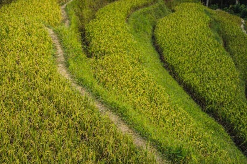 Balinese Holy Water Ritual with Nature Serenity - What to Expect: The Practical Details