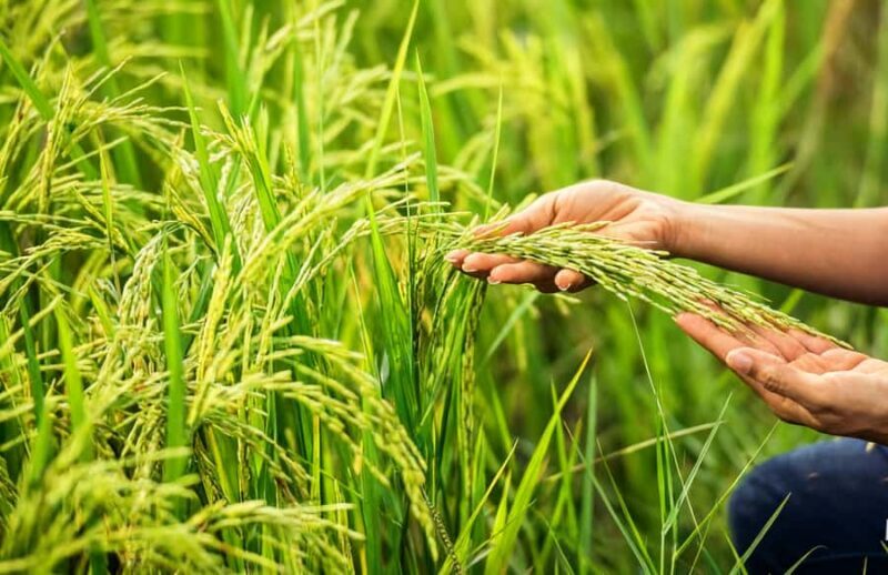 Balinese Holy Water Ritual with Nature Serenity - The Sum Up