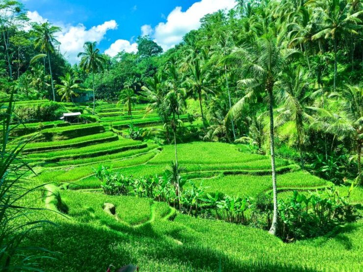 Balinese Purification Ritual and Local Healer Visit - Good To Know