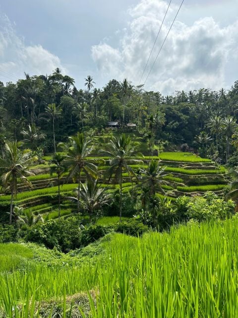 Balinese Spiritual Cleansing by Traditional Method - Activity Overview